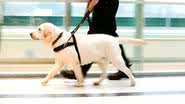 Imagem Passageiro com autismo busca liminar para levar cão de assistência emocional em voo