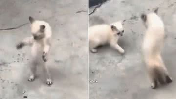 Reprodução/Redes Sociais