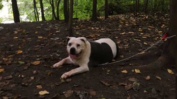 Divulgação / The Dodo