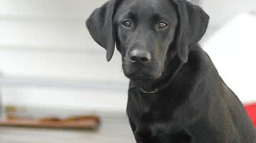 Foto Ilustrativa/Pixabay