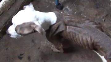 Imagem Vídeo: Estudante de medicina veterinária é presa por suspeita de maus tratos a animais