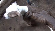 Imagem Vídeo: Estudante de medicina veterinária é presa por suspeita de maus tratos a animais