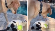 Imagem Gato se irrita com cachorro que quer pegar sua bolinha de volta; veja vídeo