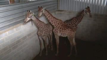 Reprodução/TV Globo