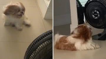 Reprodução/Redes Sociais