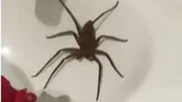 Reprodução/TV Bahia