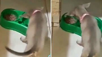 Reprodução/Redes Sociais