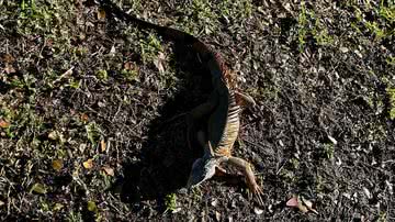 Reprodução/Redes Sociais