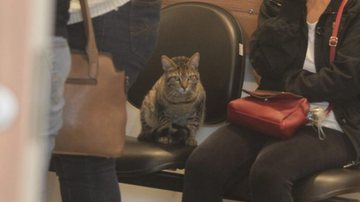 Reprodução/Zoorprendente