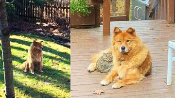 Reprodução/The Dodo