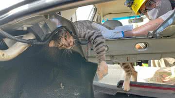 Divulgação/Corpo de Bombeiros de Goiás