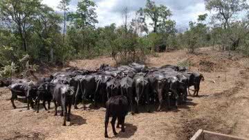 Divulgação/CRMV-SP