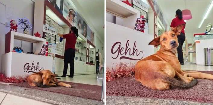 Imagem Loja faz aviso carinhoso para clientes que reclamam de cachorros de rua no local; confira