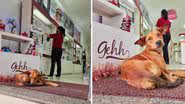 Imagem Loja faz aviso carinhoso para clientes que reclamam de cachorros de rua no local; confira