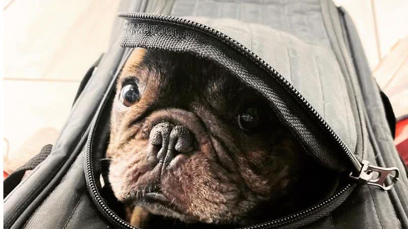 Imagem Mulher acusa Southwest Airlines de deixar seu cachorro morrer sufocado durante voo