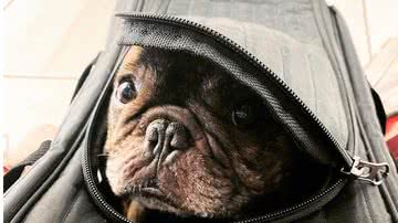 Imagem Mulher acusa Southwest Airlines de deixar seu cachorro morrer sufocado durante voo