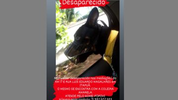 Imagem Tutor procura cachorro Rottweiler desaparecido em Itapuã; saiba como ajudar