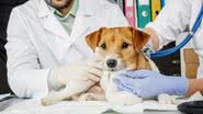 Imagem Prefeitura divulga resultado de licitação para construção do Hospital Veterinário em Salvador
