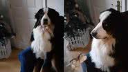 Reprodução/ Tik Tok