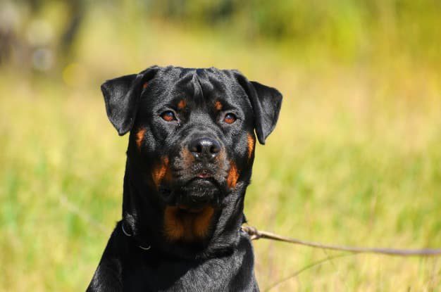 Divulgação / Web Cachorros