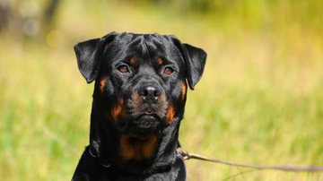 Divulgação / Web Cachorros