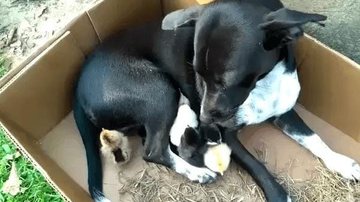 Reprodução/Redes Sociais