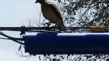 Imagem Repórter é atacado ao vivo por gavião
