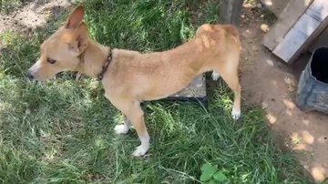 Divulgação/Polícia Militar Ambiental