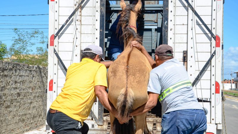Imagem Em 2021, mais de 1 mil animais de grande porte foram resgatados de ruas em Aracaju