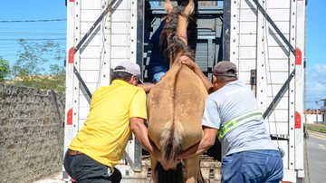 Imagem Em 2021, mais de 1 mil animais de grande porte foram resgatados de ruas em Aracaju