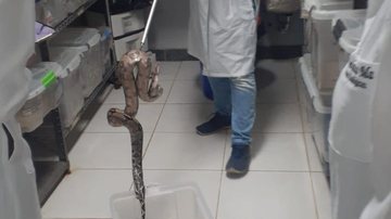 Divulgação