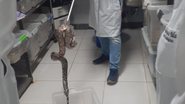 Divulgação