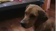 Reprodução// Vídeo