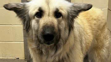 Reprodução/Facebook/McKamey Animal Center