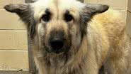 Reprodução/Facebook/McKamey Animal Center