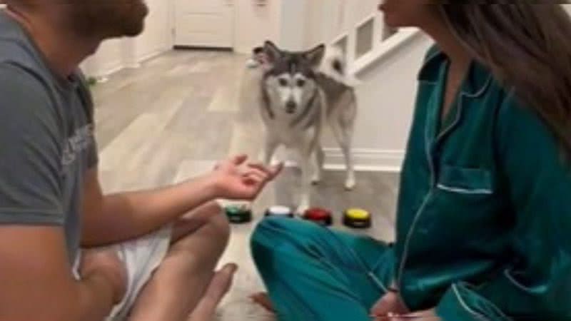 Reprodução/@sapphie_the_pomsky