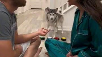 Reprodução/@sapphie_the_pomsky