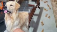 Reprodução/TikTok @maya_the_dog8