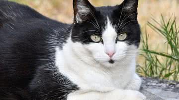 Christel SAGNIEZ por Pixabay