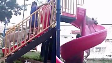 Reprodução/TikTok @richardalexander71