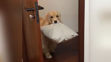 Reprodução/TikTok @bruce.paloma