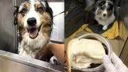 Reprodução/Instagram @apccvet