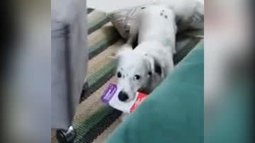 Reprodução/TikTok @betoneiradog