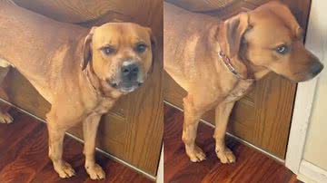 Reprodução/TikTok @mykomushroom