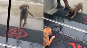 Reprodução/Twitter @simpraisa