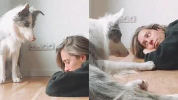 Reprodução/TikTok @tamo.thecollie