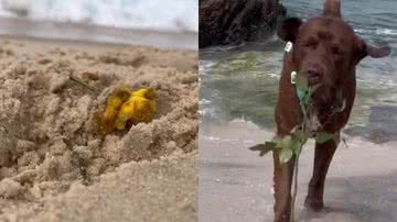 Reprodução/TikTok @caopanheirolabra