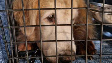 Divulgação/Redes Sociais