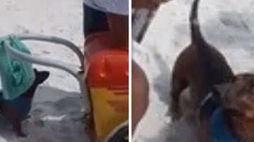 Reprodução// TikTok @hojemaedepet