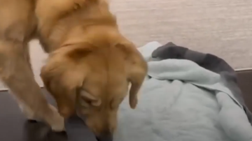 Reprodução//Vídeo